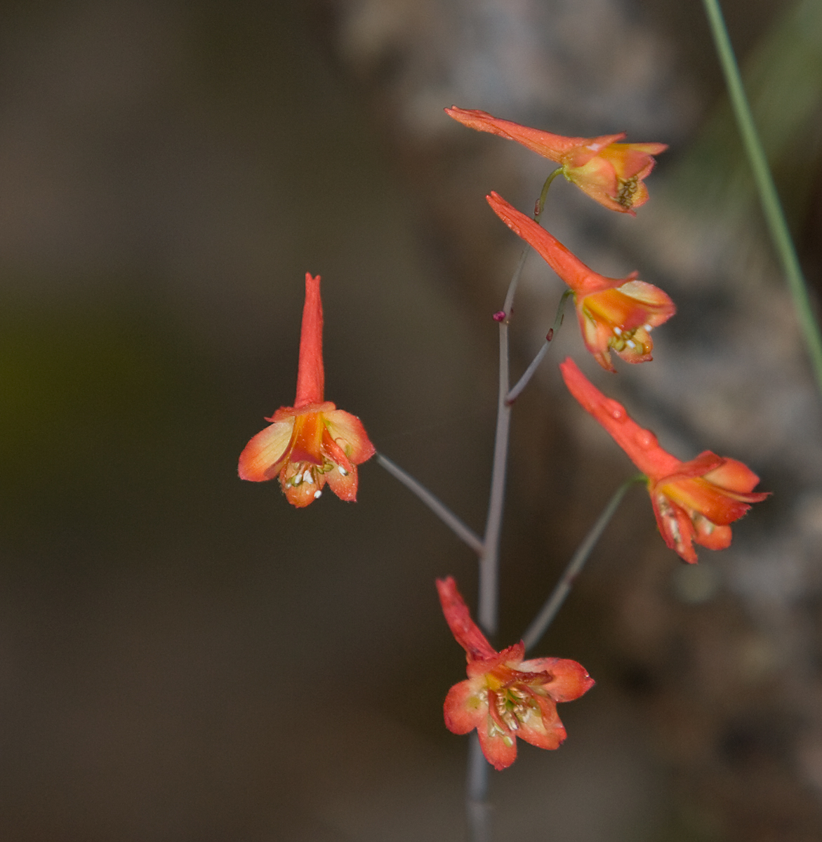 scarlet fritillary (Fritillaria recurva )