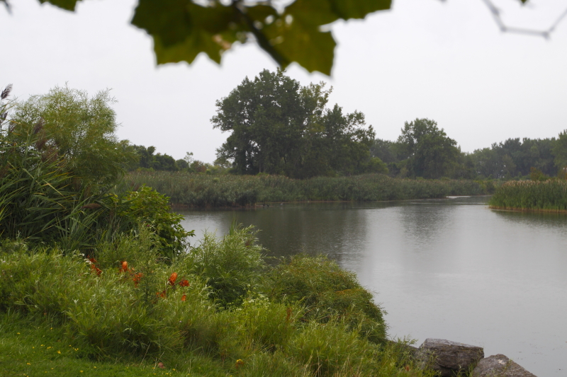 Rainy Day At Tifft