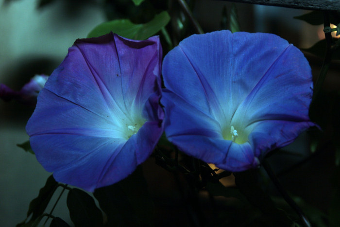 Blue Miracle
