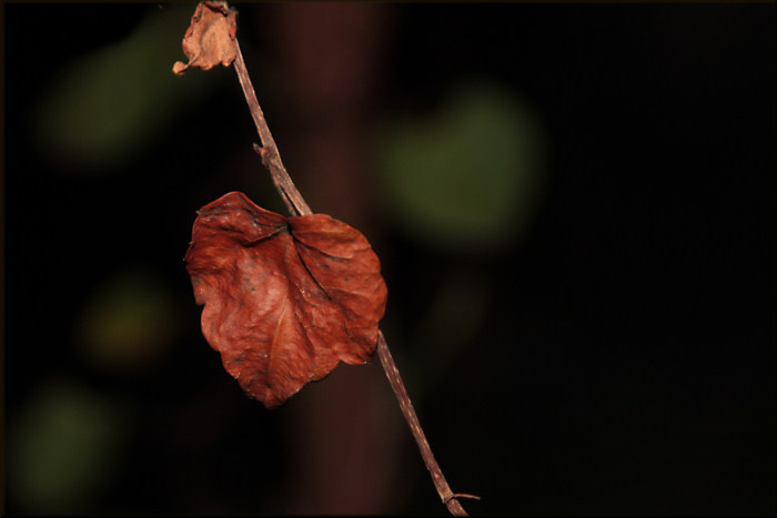Autumn Leaf
