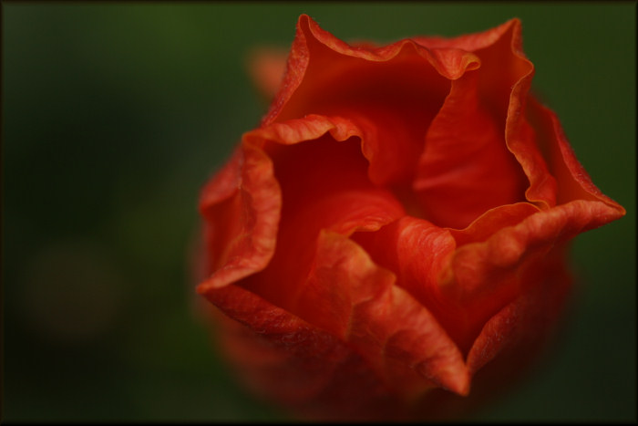 Hibiscus