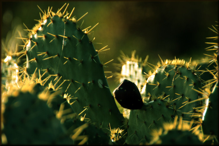 Cactus