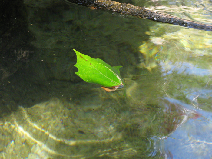 swimming lesson