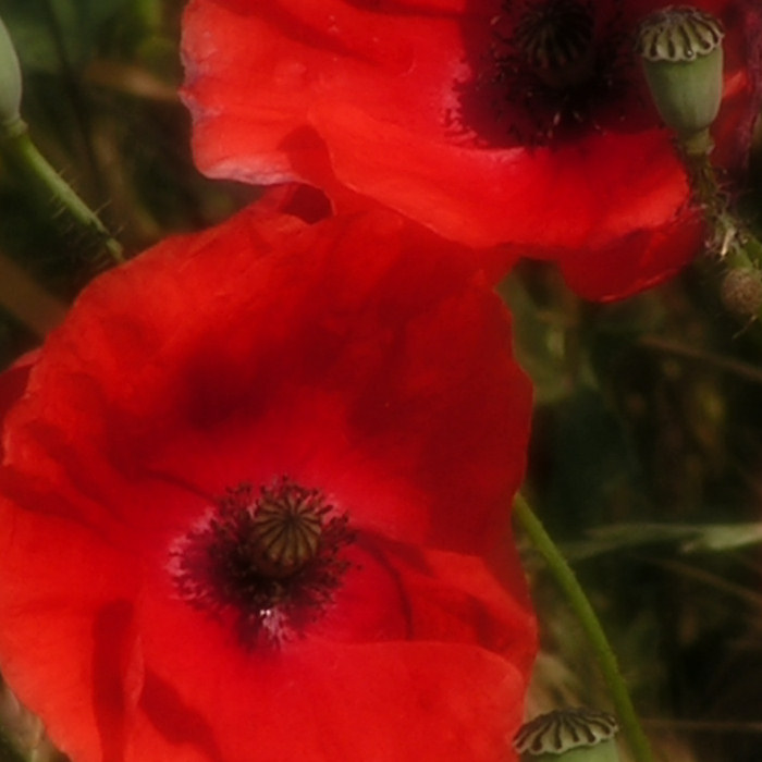 soft poppies