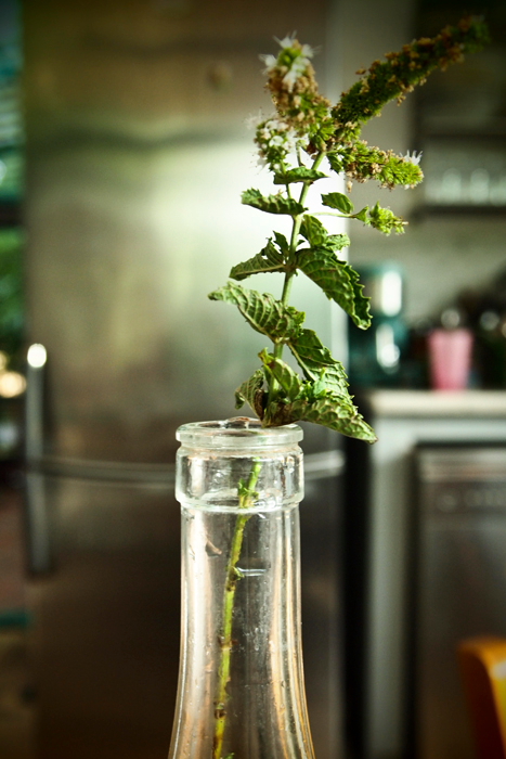 Mint in a bottle