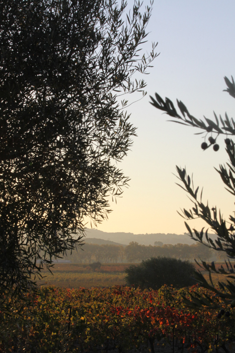 a hike between Olivetrees and vines...