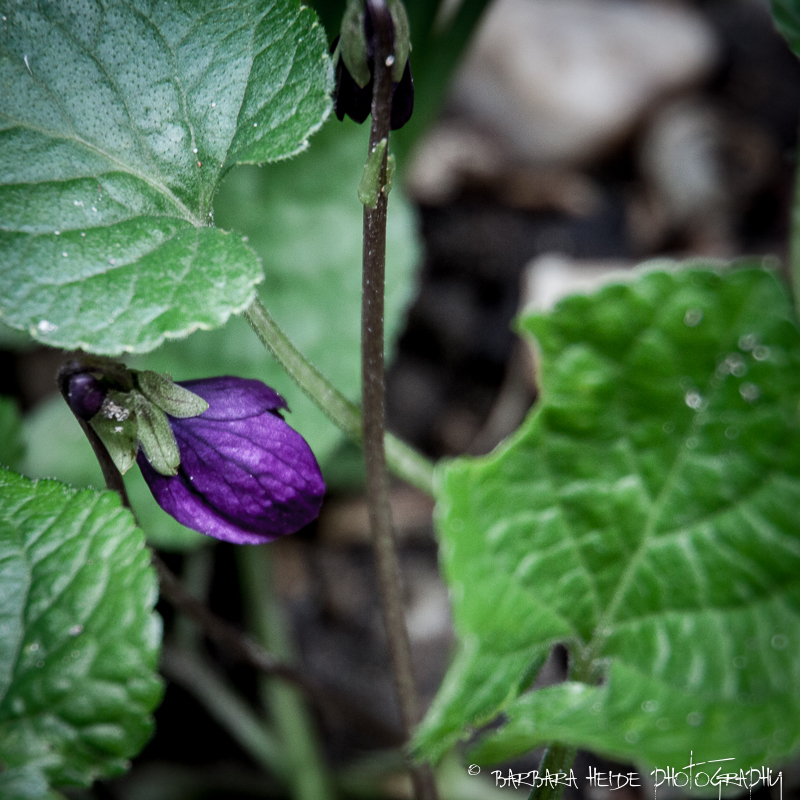 Purple sign of spring