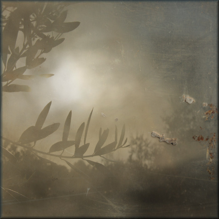olive tree