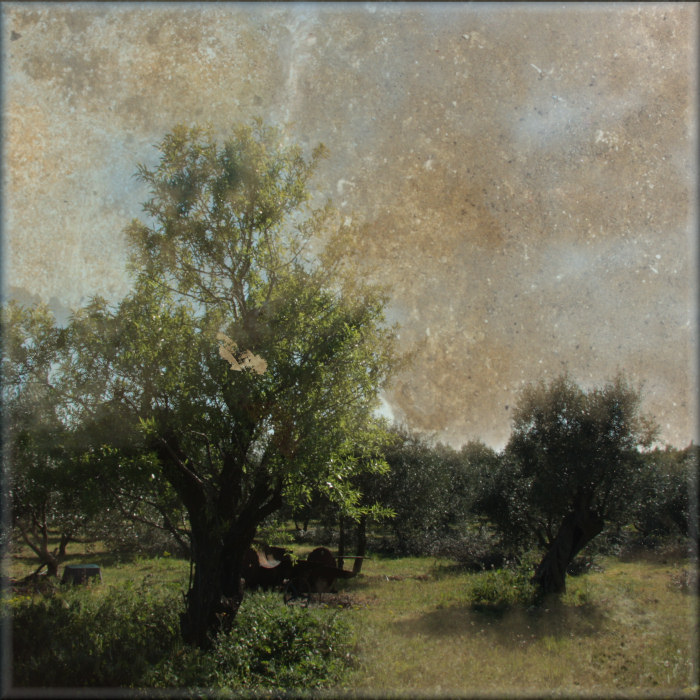 olive grove