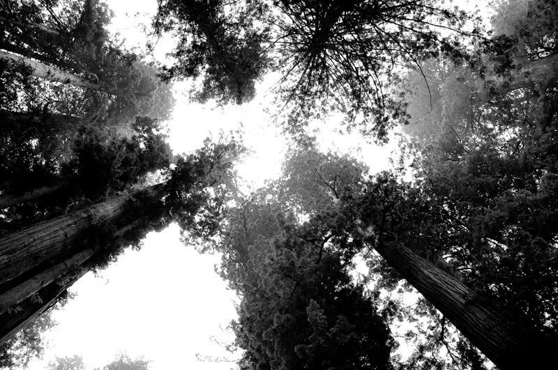 19_Redwoods.jpg