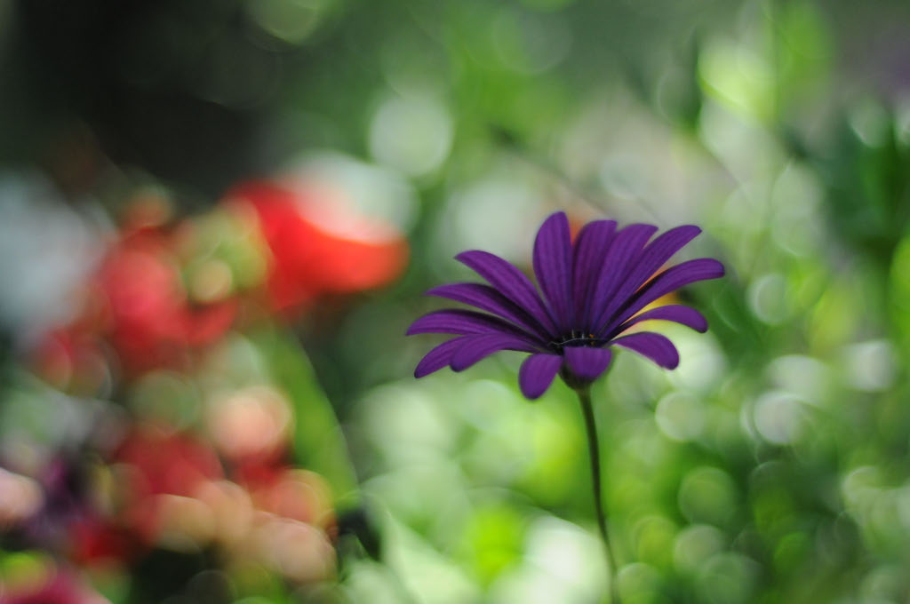 purple & red