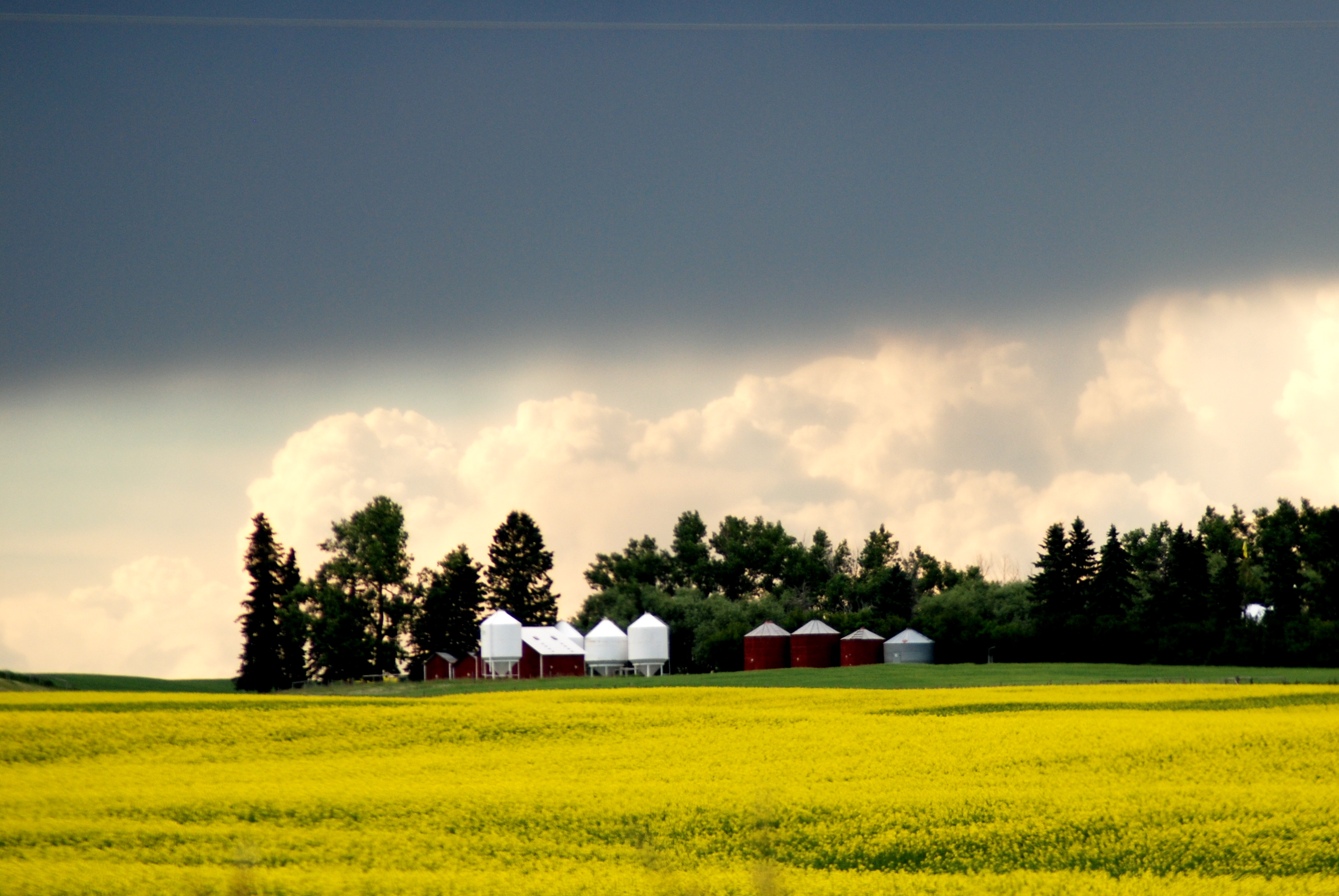 canola farm