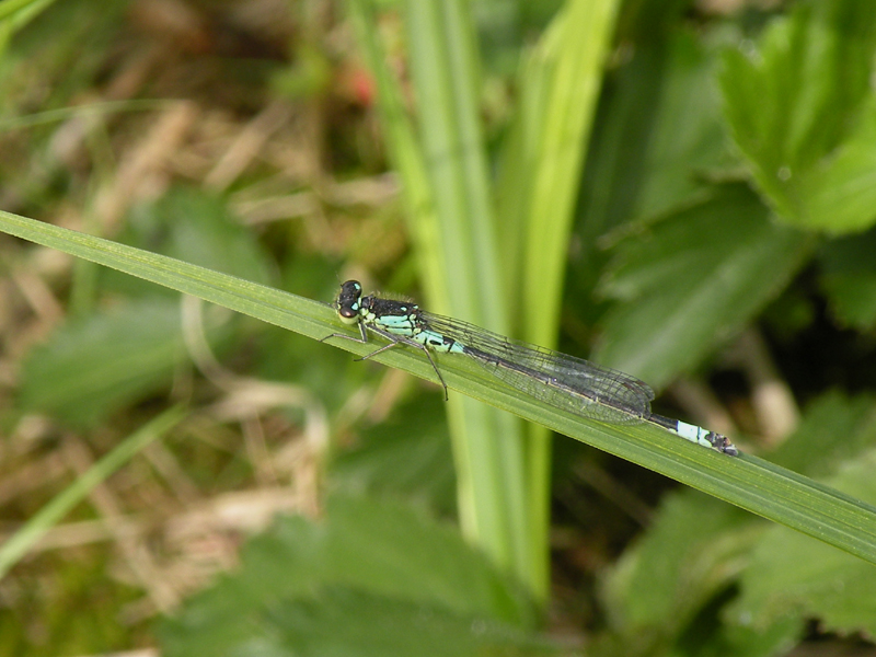 Dark bluet - Coenagrion armatum - Donkere waterjuffer