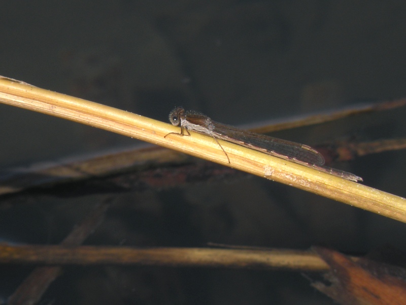 Common winter damsel - Sympecma fusca - Bruine Winterjuffer