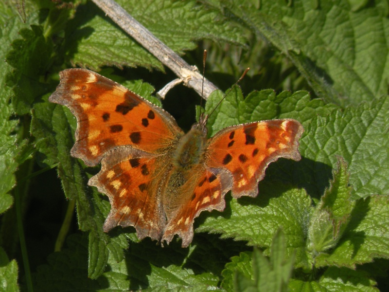 Dutch butterflies and moths