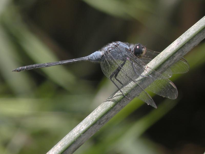 Orthetrum trinacria