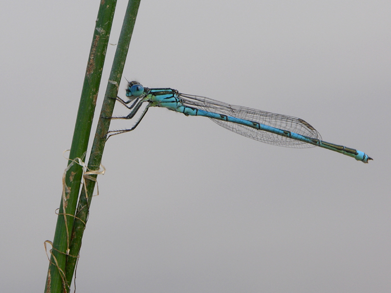 Blue-eye