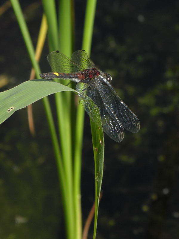 Yellow-spotted whiteface - Leucorrhinia pectoralis - Gevlekte witsnuitlibel