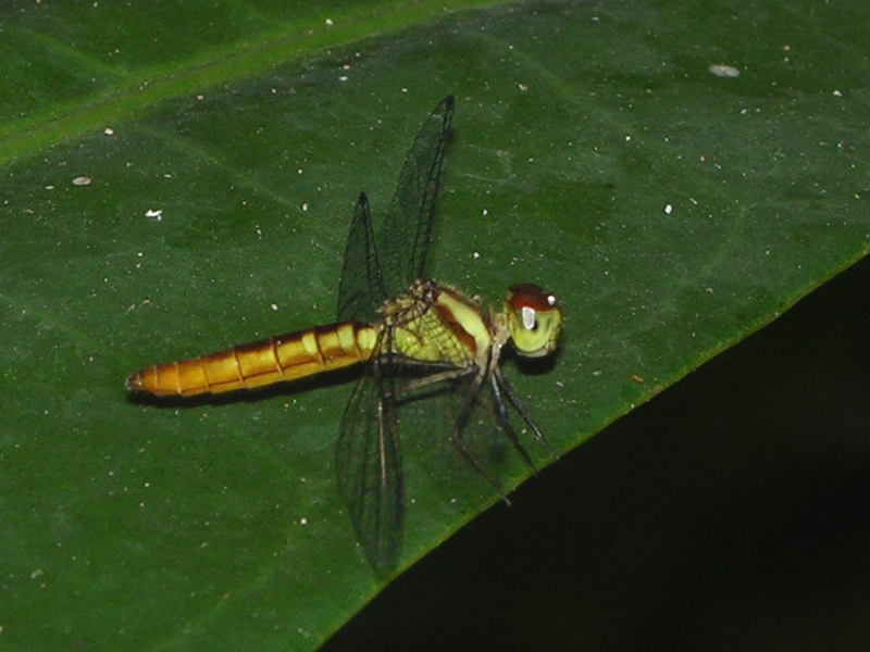 Fylgia amazonica
