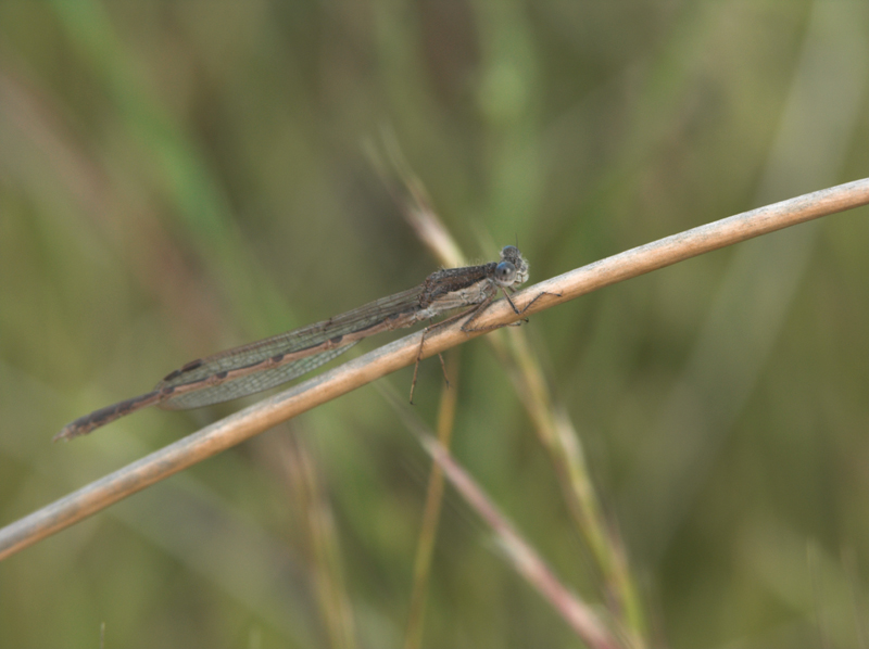 Dragonflies in Spain