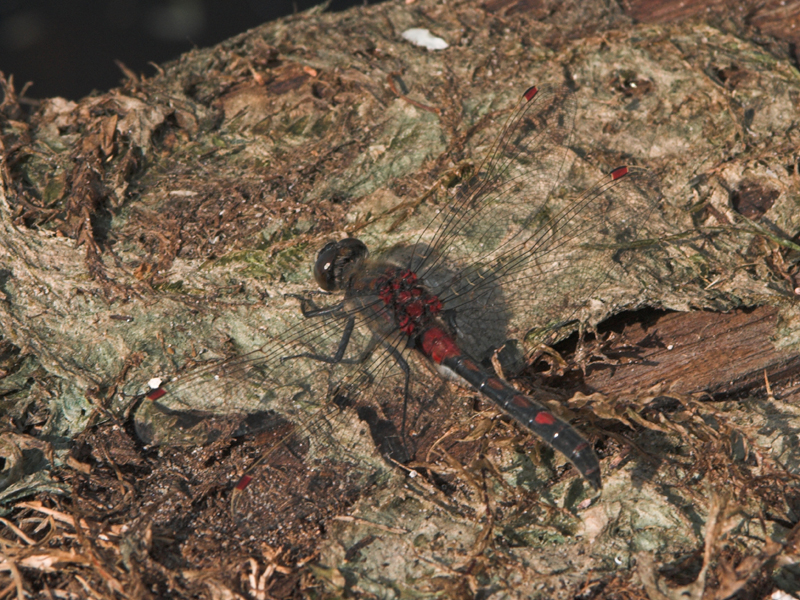 Ruby whiteface - Leucorrhinia rubicunda - Noordse witsnuitlibel