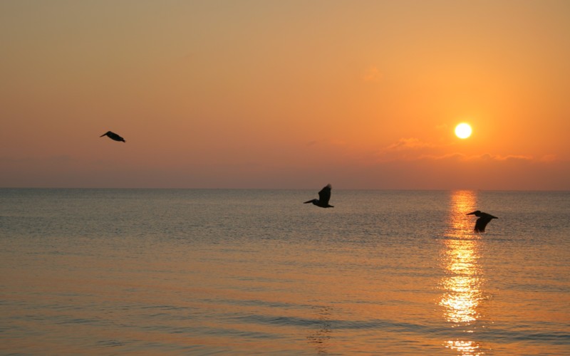 Sunrise in May Birds