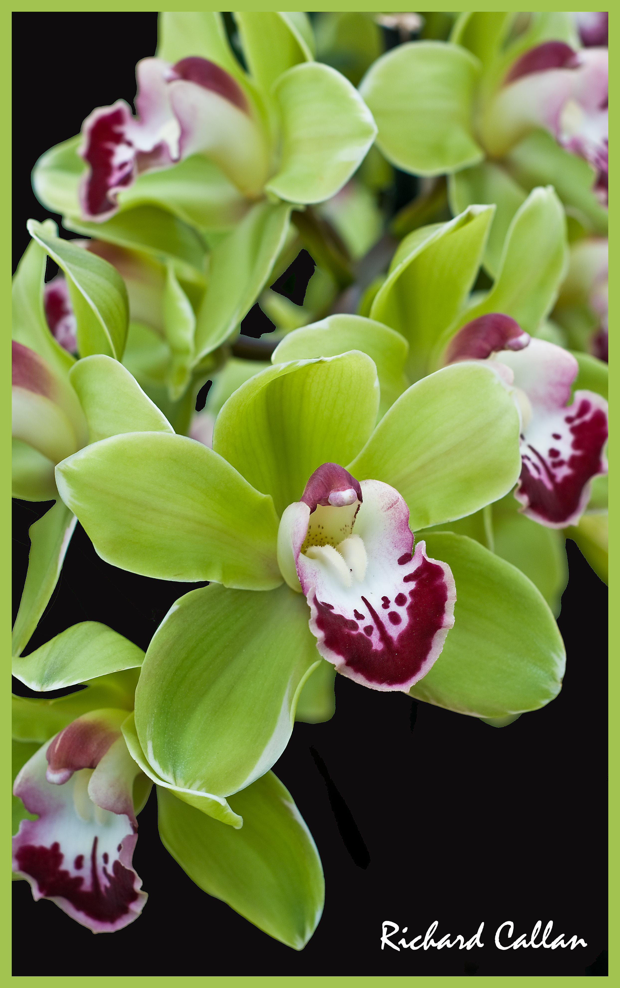 Orchid