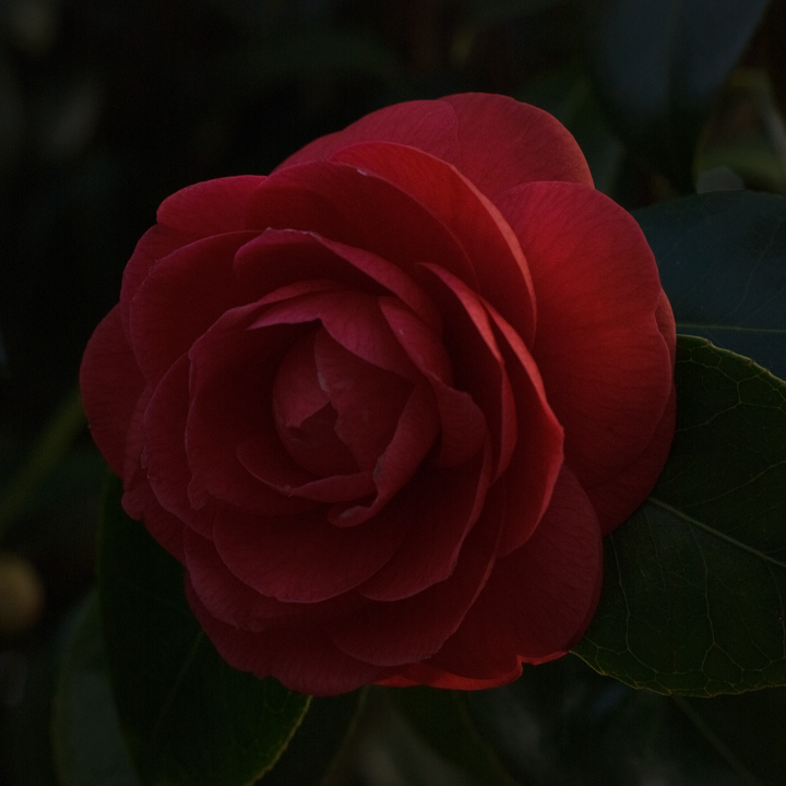 DSC_8817a.jpg