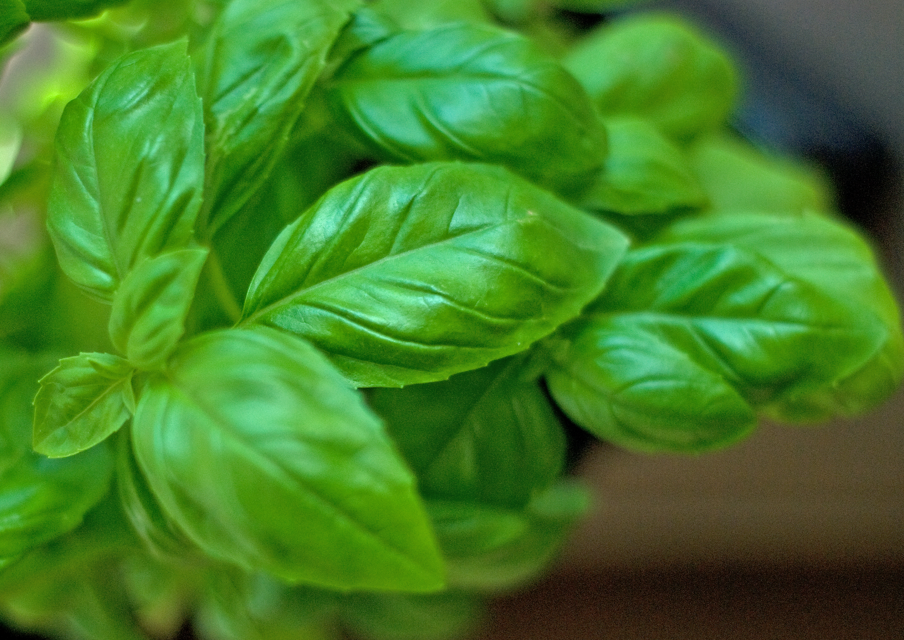 Basil