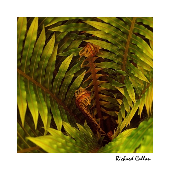 A re-edit of some ferns