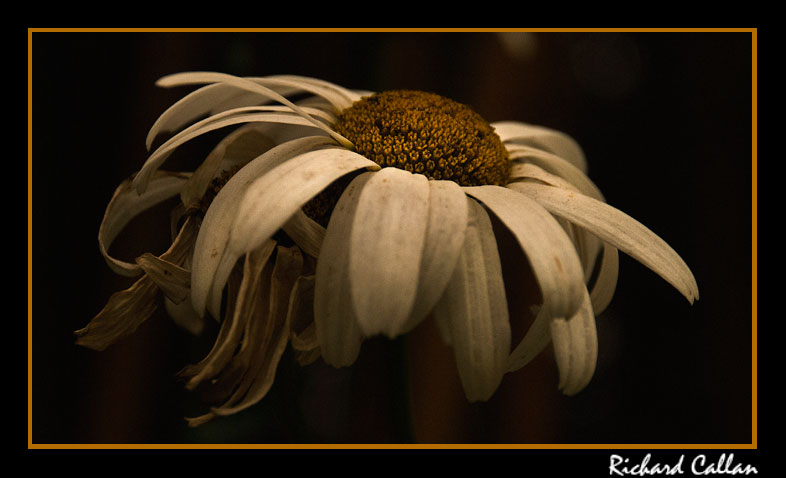 Fresh as a daisy!! ..................not any more!