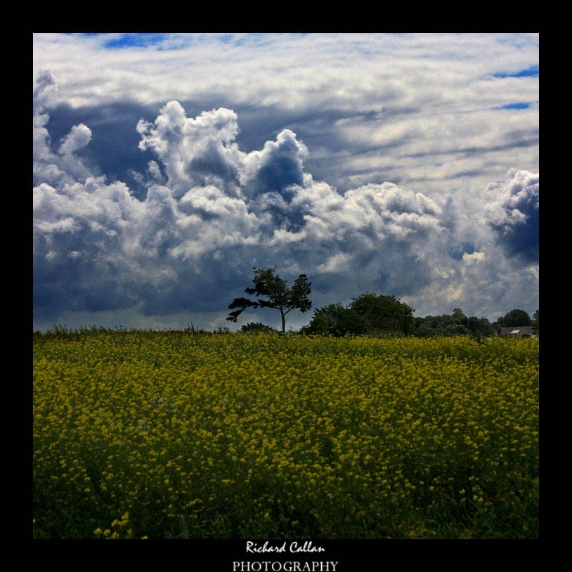 Somewhere in a field in St. Ouens
