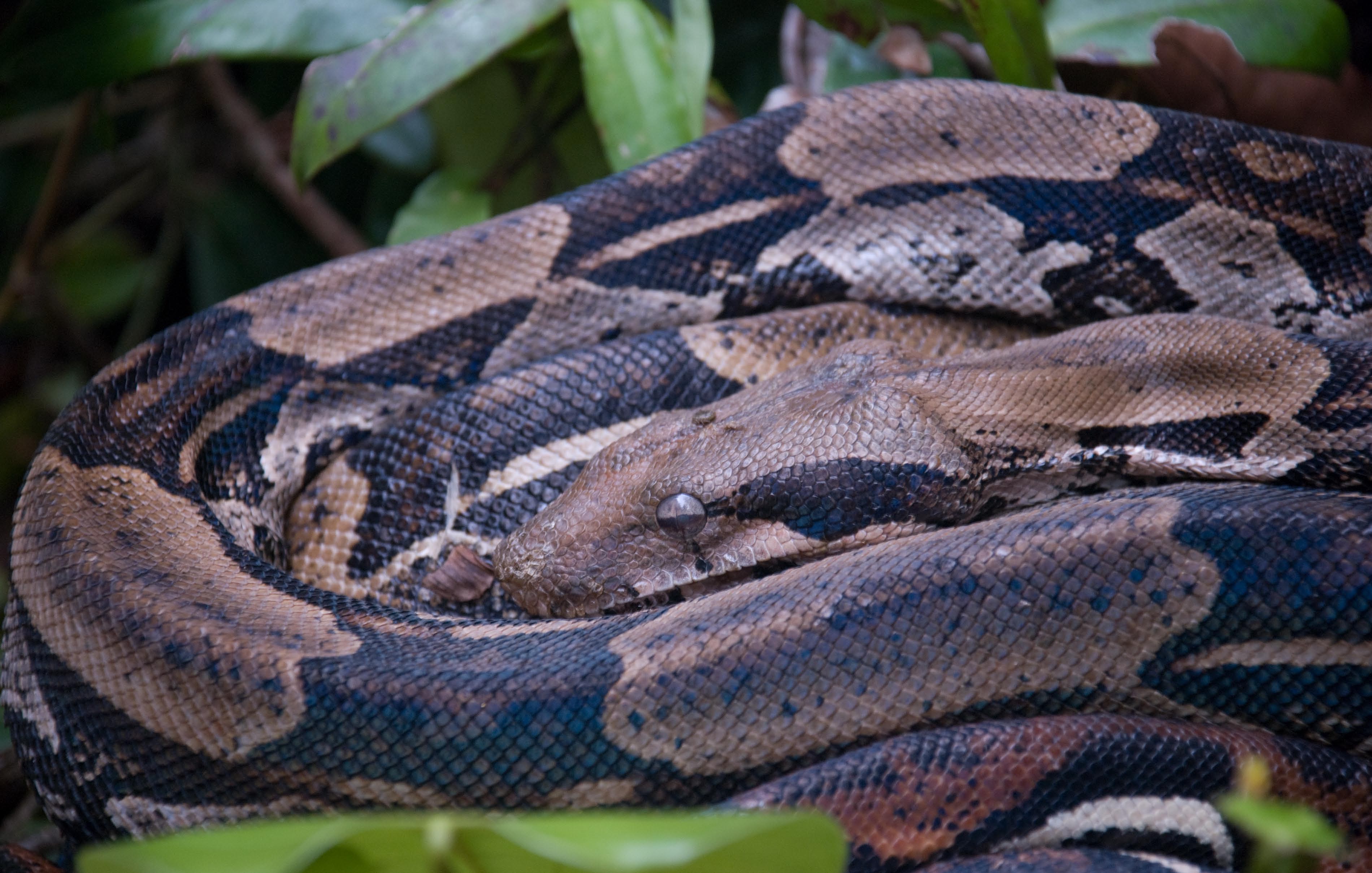 Boa Constrictor