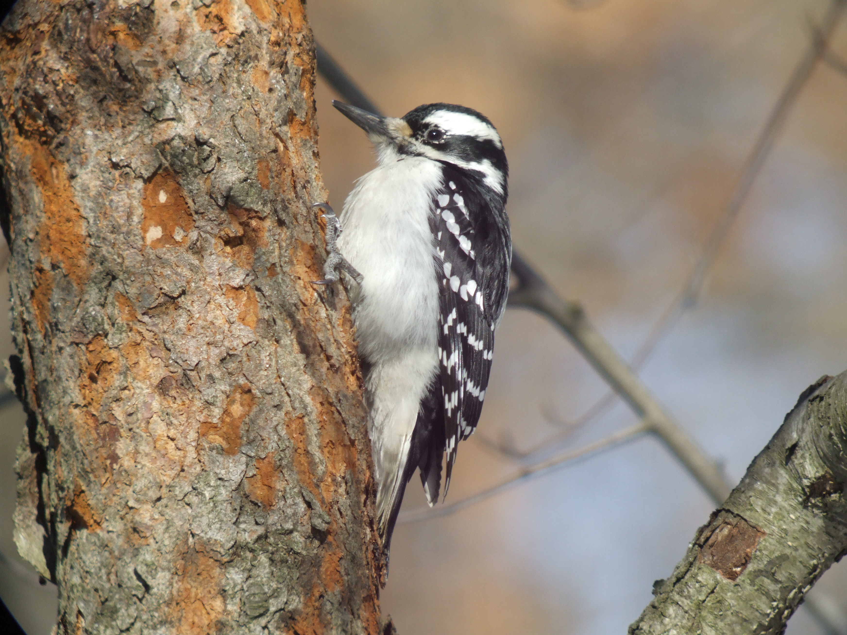 Hairy Woodpecker ( female )
