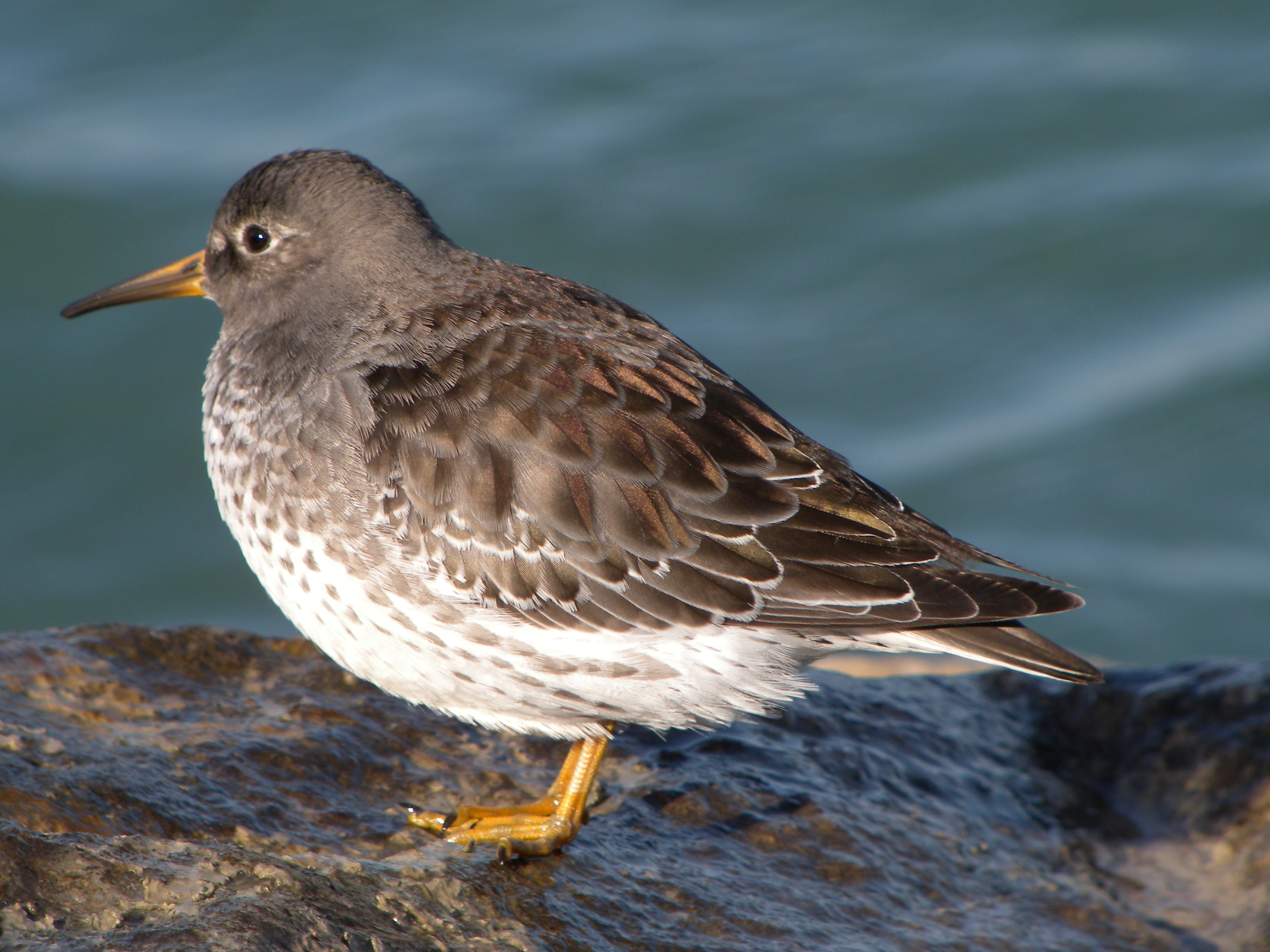 Purple Sandpiper