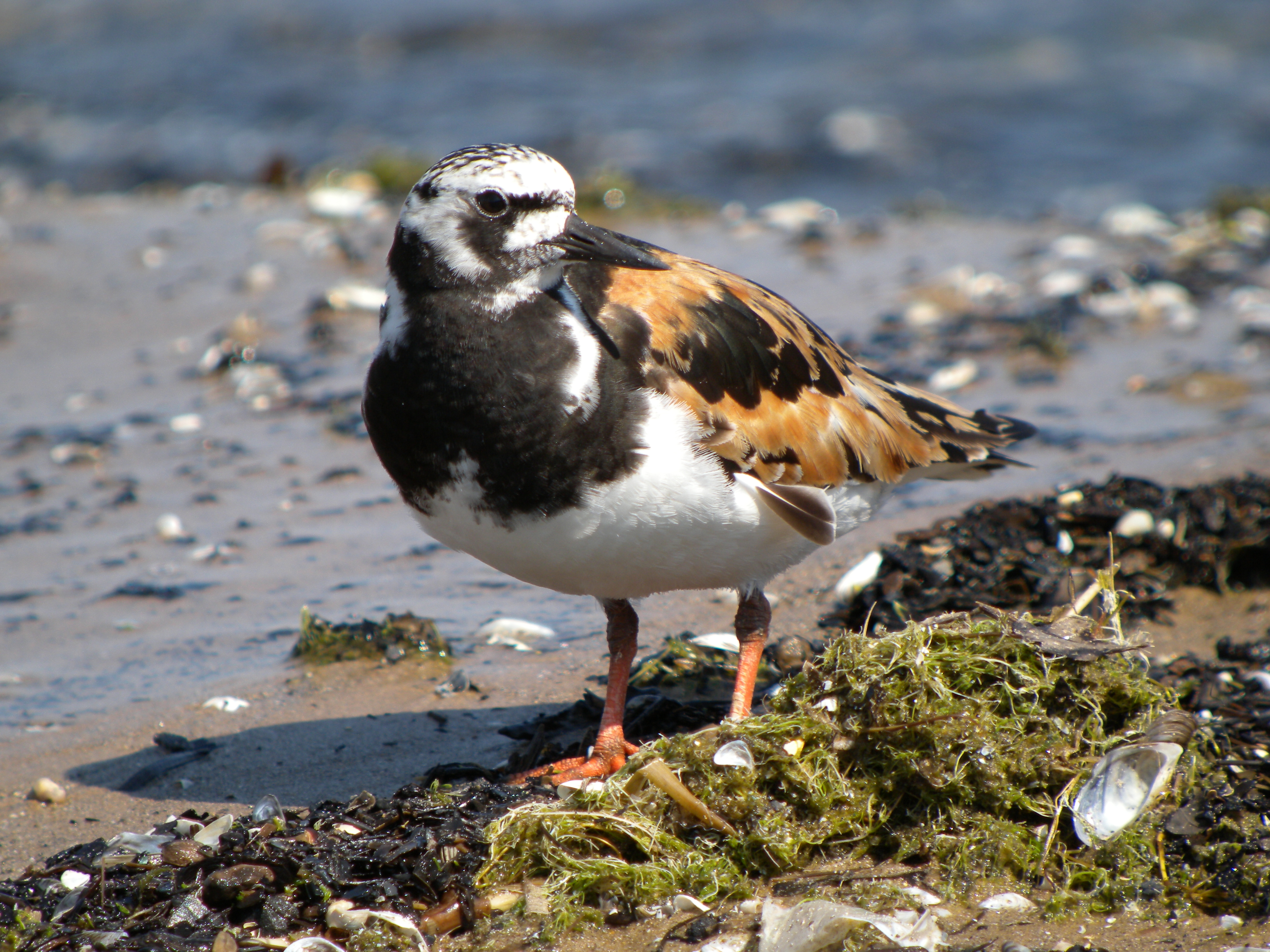 Ruddy Turnstone