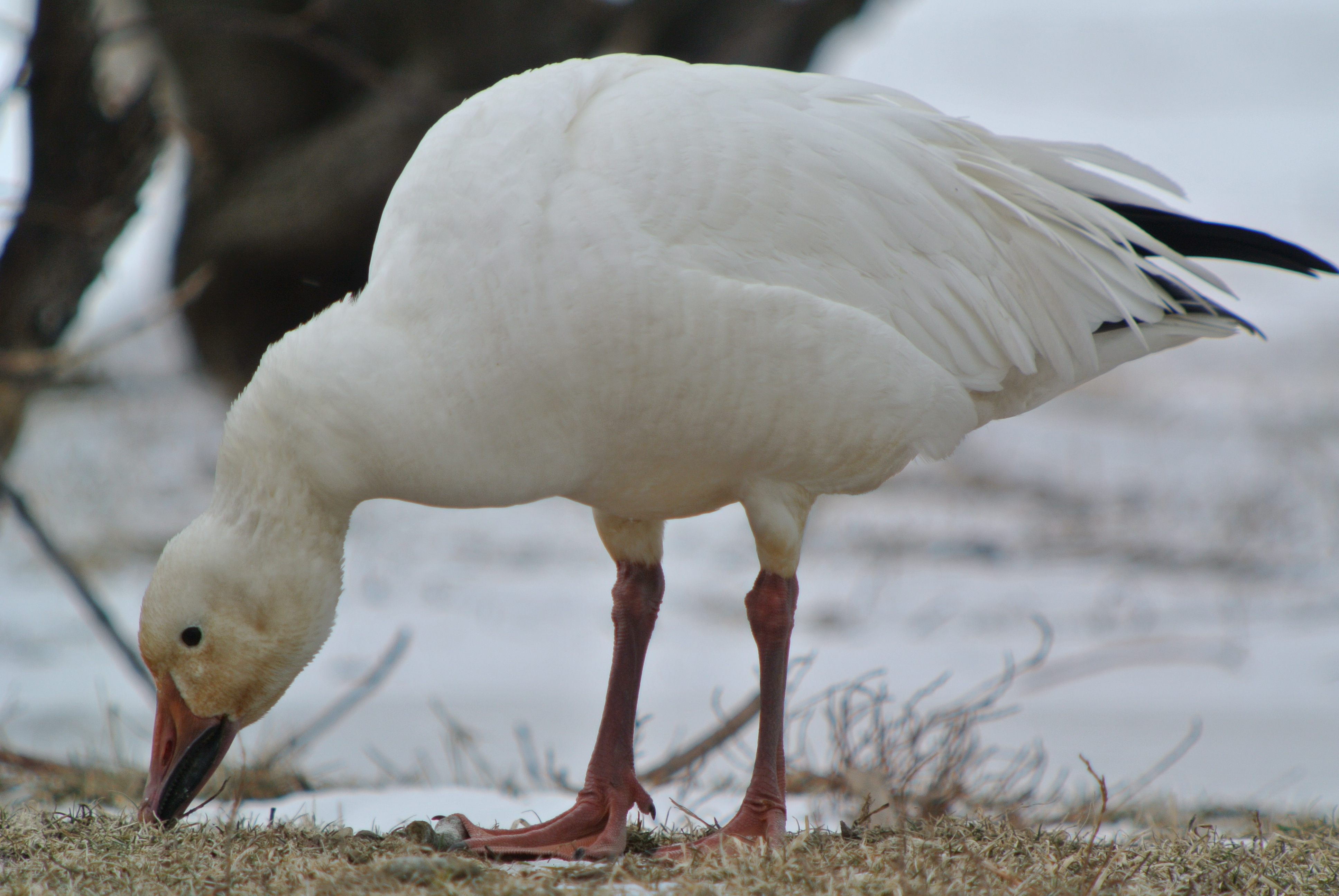 Snow Goose