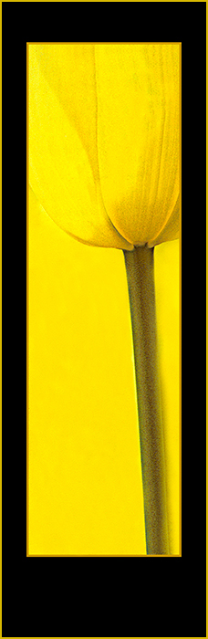 Tulip 2010K0981.jpg
