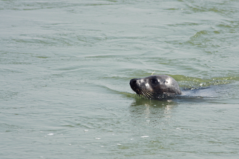 Gewone-Zeehond