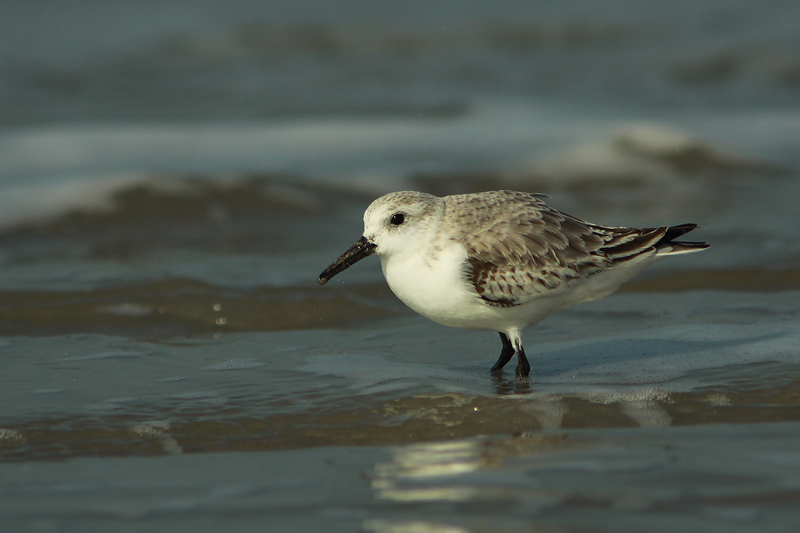 Drieteenstrandloper