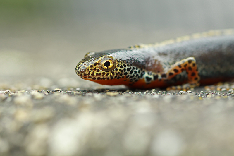 Alpenwatersalamander