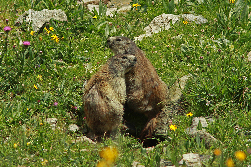 Alpenmarmot