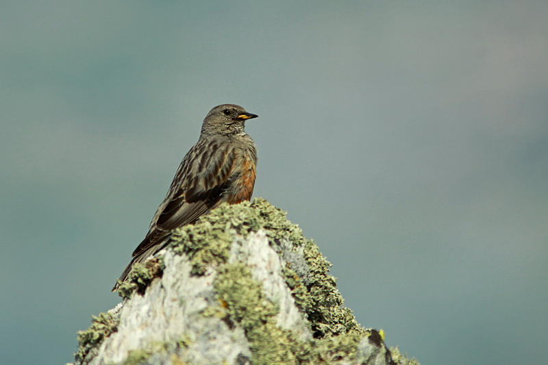 Alpenheggenmus