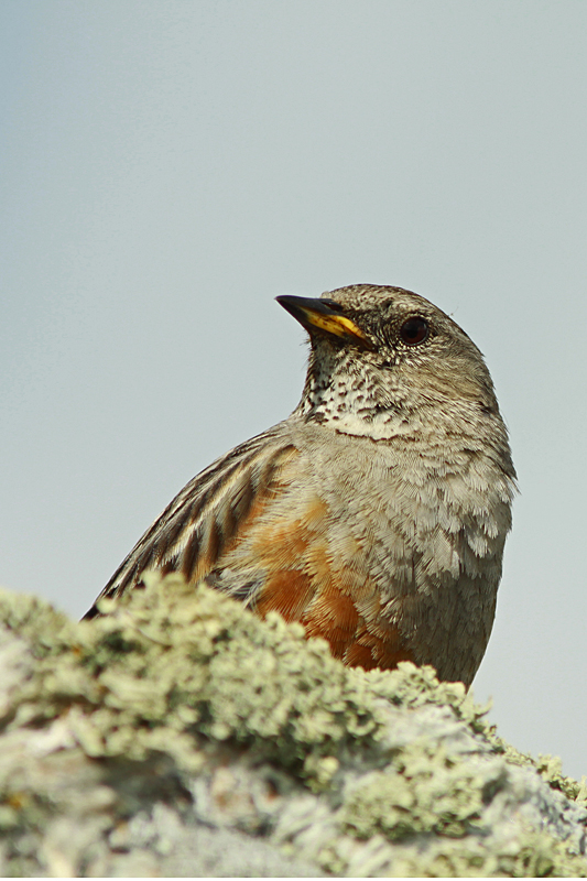Alpenheggenmus