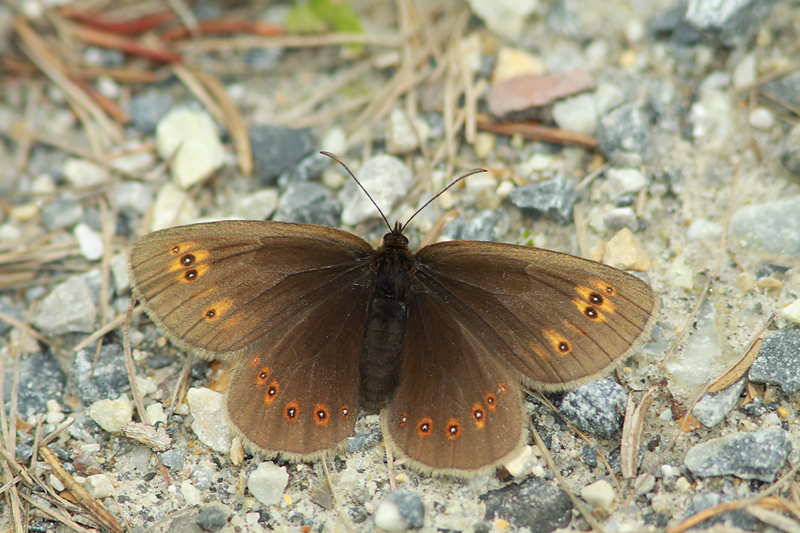 Amandeloogerebia