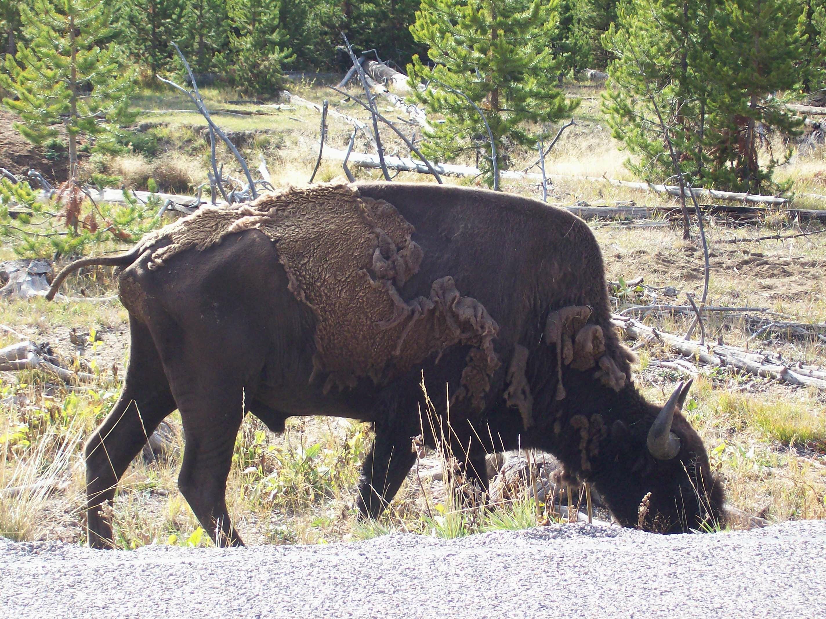 Yellowstone Natl Park