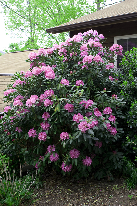 Grandmas Rhodies 2011.jpg