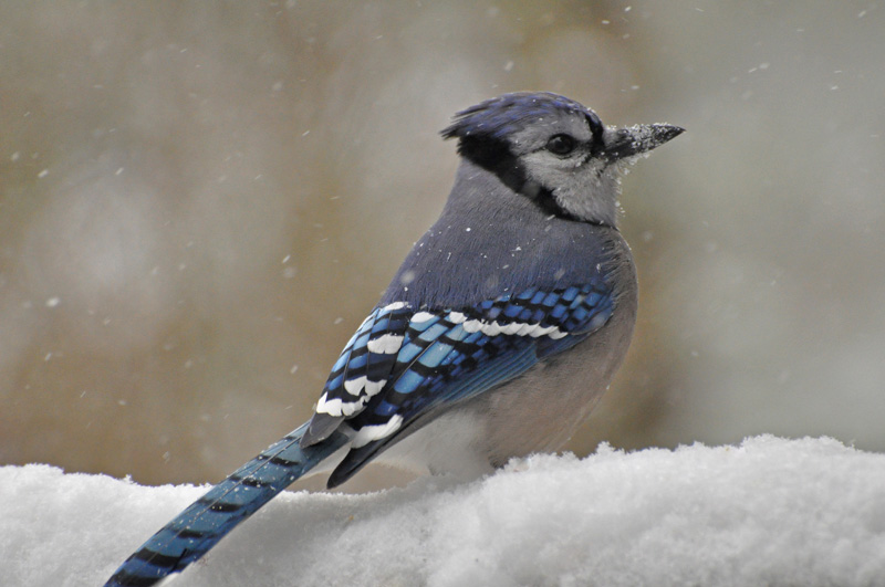 Blue Jay [Cyanocitta cristata]