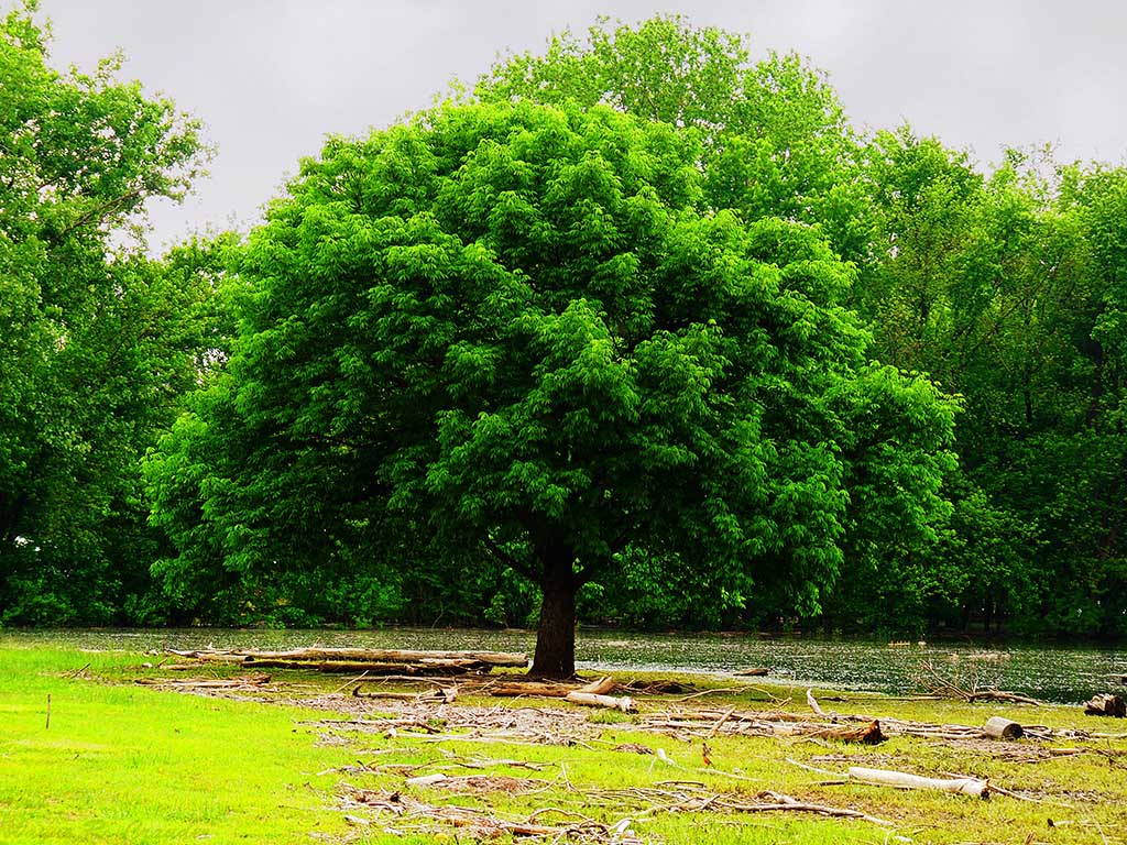 Lonely Tree 5-09.jpg