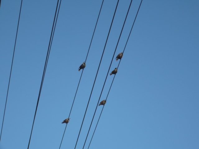 birds singing in the evening